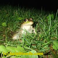 /home//u458753944/public_html/sourcegallery//Frogs/More bullfrogs/P6180697.JPG